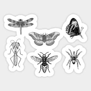 Insect Bug Collection With Honeybee, Tarantula, Mantis, Moth, Dragonfly Sticker